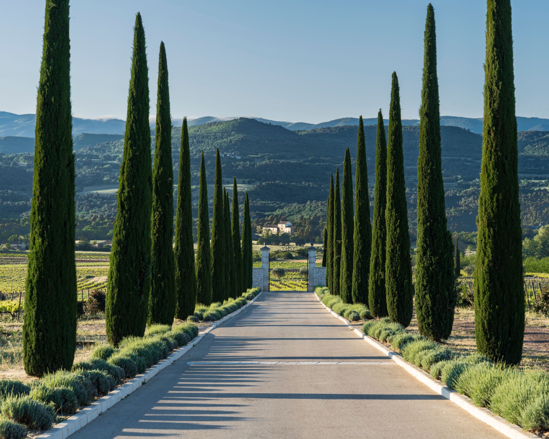 Allée de cyprès menant à un domaine